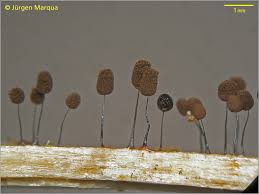 Attēlu rezultāti vaicājumam “Comatricha laxa”