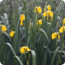 Attēlu rezultāti vaicājumam “Iris pseudacorus flower”