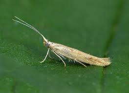 Attēlu rezultāti vaicājumam “Coleophora alticolella”