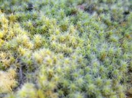 Attēlu rezultāti vaicājumam “Racomitrium canescens sporophyte”