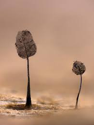 Attēlu rezultāti vaicājumam “Cribraria rubiginosa spores”