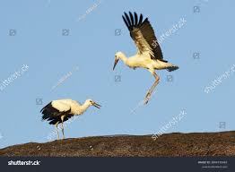 Attēlu rezultāti vaicājumam “Ciconia ciconia juvenile”
