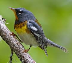 Image result for Parula americana