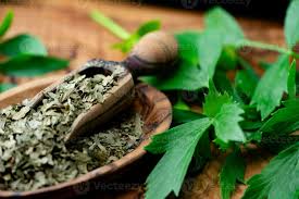 Attēlu rezultāti vaicājumam “Levisticum officinale leaf”