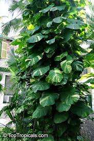 Attēlu rezultāti vaicājumam “Craterium aureum”