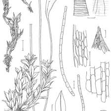 Attēlu rezultāti vaicājumam “Bryum amblyodon sporophyte”