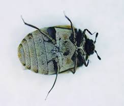 Attēlu rezultāti vaicājumam “Anthrenus verbasci”