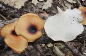 Attēlu rezultāti vaicājumam “Polyporus”