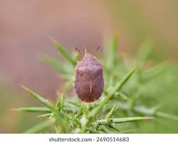 Attēlu rezultāti vaicājumam “Closterotomus biclavatus imago”