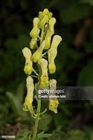 Image result for Eisenhut