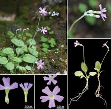 Attēlu rezultāti vaicājumam “Primulaceae”