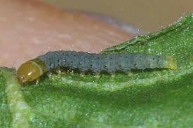 Attēlu rezultāti vaicājumam “Carpatolechia alburnella”