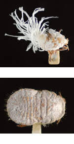 Attēlu rezultāti vaicājumam “Sternorrhyncha”