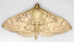 Attēlu rezultāti vaicājumam “Pleuroptya ruralis”