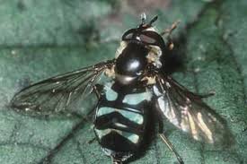 Attēlu rezultāti vaicājumam “Didea alneti”