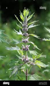 Attēlu rezultāti vaicājumam “Leonurus quinquelobatus”