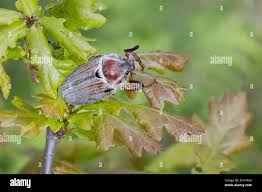 Attēlu rezultāti vaicājumam “Melolontha hippocastani”