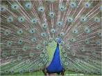 Indian Peafowl Images