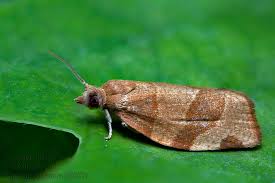 Attēlu rezultāti vaicājumam “Pandemis cerasana”