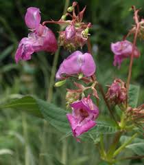 Image result for Impatiens glandulifera