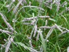 Attēlu rezultāti vaicājumam “Physarum cinereum young”