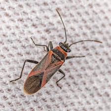 Attēlu rezultāti vaicājumam “Lygaeidae”