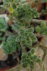 Image result for Aichryson