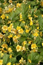 Attēlu rezultāti vaicājumam “Waldsteinia geoides”