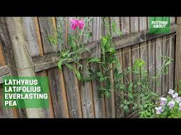 Attēlu rezultāti vaicājumam “Lathyrus latifolius fruit”