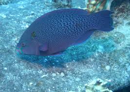 Image result for Scarus niger