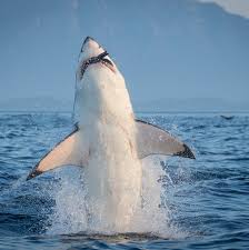 Image result for Dalatias licha