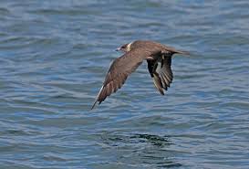 Attēlu rezultāti vaicājumam “Stercorarius parasiticus adult”