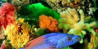 Attēlu rezultāti vaicājumam “Tubifera applanata macro”