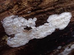 Attēlu rezultāti vaicājumam “Dentipellis fragilis”