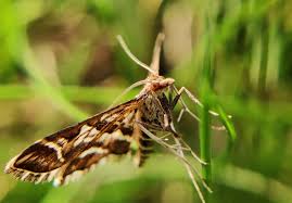 Attēlu rezultāti vaicājumam “Diasemia reticularis”