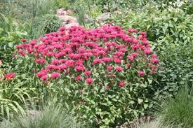 Attēlu rezultāti vaicājumam “Diderma montanum macro”