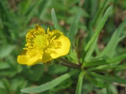 Attēlu rezultāti vaicājumam “Ranunculus auricomus leaf”