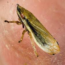 Attēlu rezultāti vaicājumam “Neophilaenus lineatus”