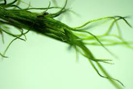 Attēlu rezultāti vaicājumam “Dicranella varia”