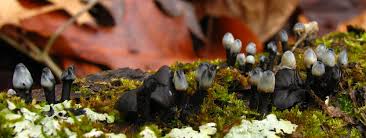 Attēlu rezultāti vaicājumam “Holwaya mucida”