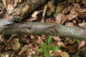 Attēlu rezultāti vaicājumam “Neonectria fuckeliana”