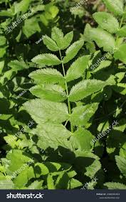 Attēlu rezultāti vaicājumam “Berula erecta leaf”