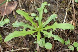 Attēlu rezultāti vaicājumam “Leontodon autumnalis  leaf”