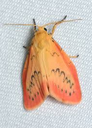 Attēlu rezultāti vaicājumam “Eupithecia icterata female”