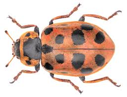 Attēlu rezultāti vaicājumam “Hippodamia tredecimpunctata”