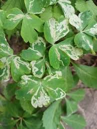 Attēlu rezultāti vaicājumam “Phytomyza minuscula”