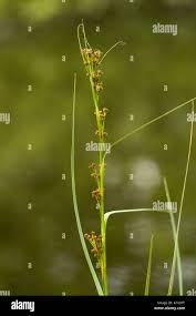 Attēlu rezultāti vaicājumam “Cladium mariscus flower”