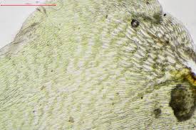 Attēlu rezultāti vaicājumam “Rhytidiadelphus subpinnatus”