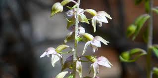 Attēlu rezultāti vaicājumam “Epipactis helleborine flower”
