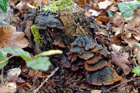 Attēlu rezultāti vaicājumam “Hymenochaete rubiginosa”